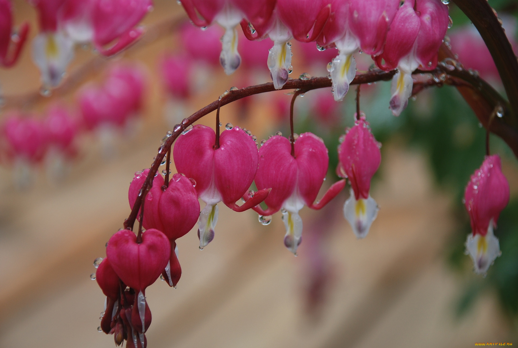 цветы, дицентра, разбитое, сердце, ветка, сердечка, капли