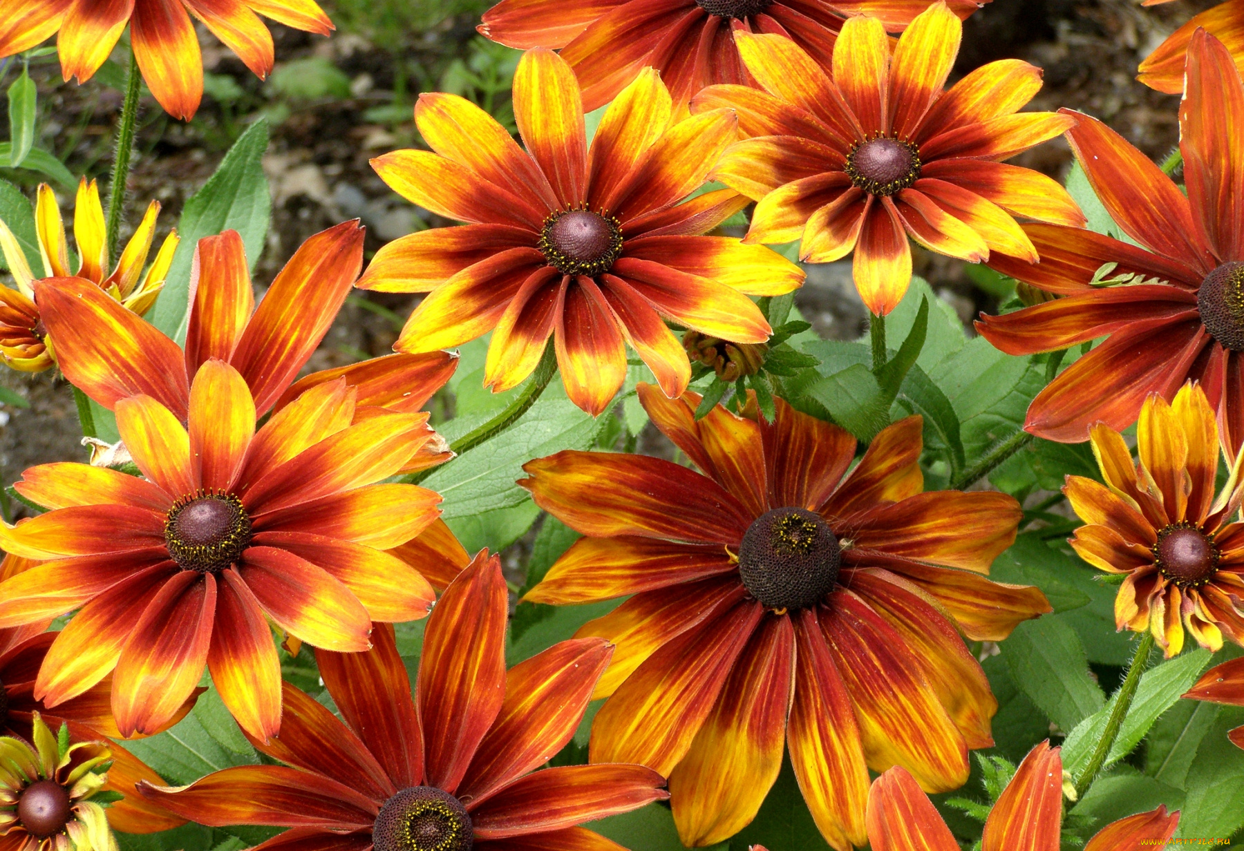 цветы, рудбекия, лепестки, оранжевый