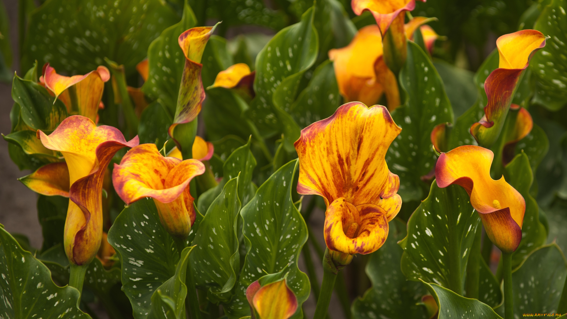 цветы, каллы, желтый