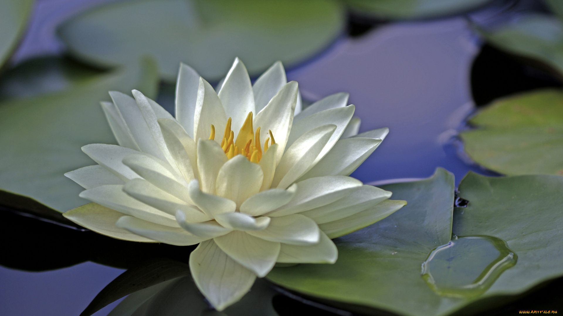 цветы, лилии, водяные, нимфеи, кувшинки, лепестки