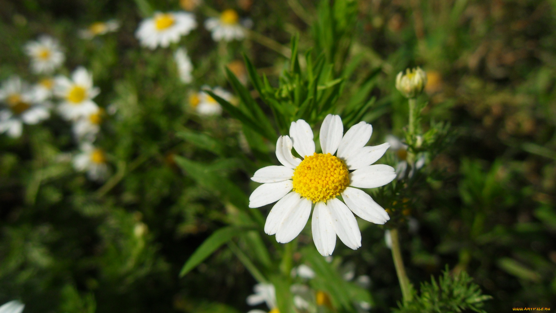 цветы, ромашки