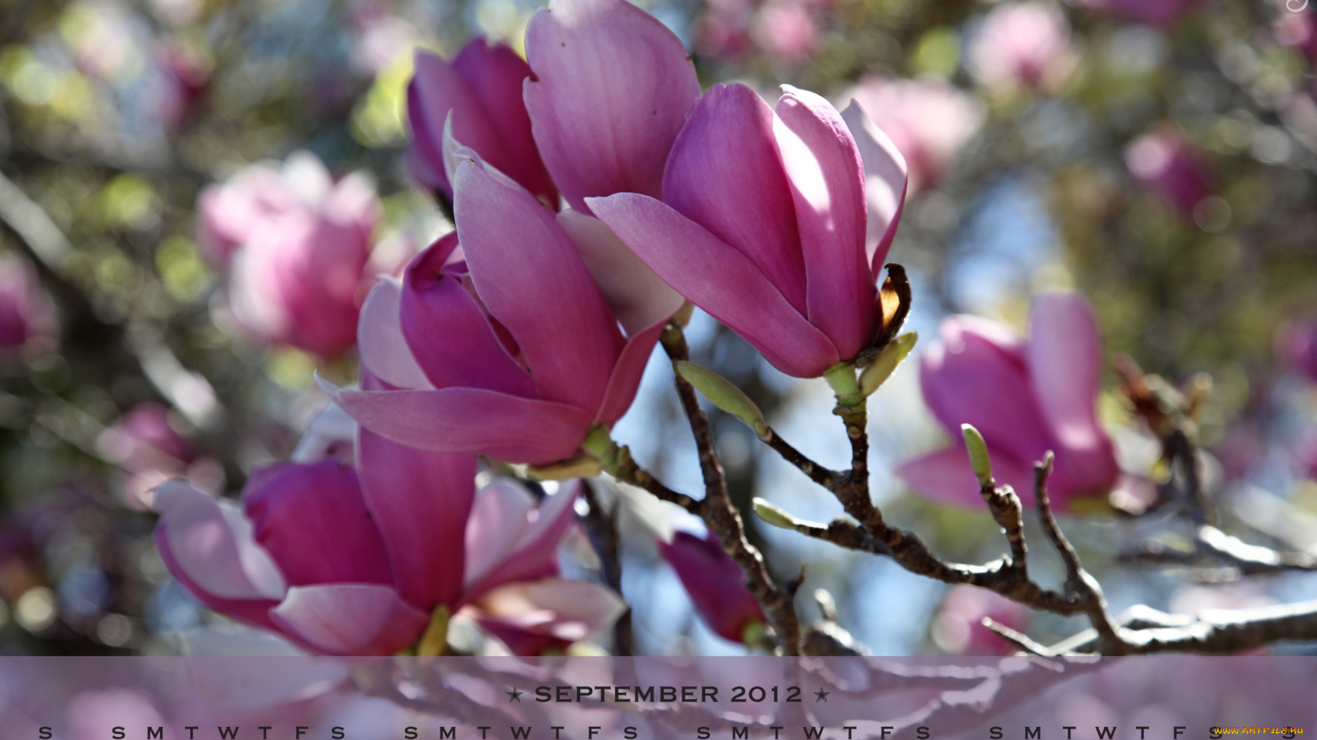 календари, цветы, цветение, магнолия