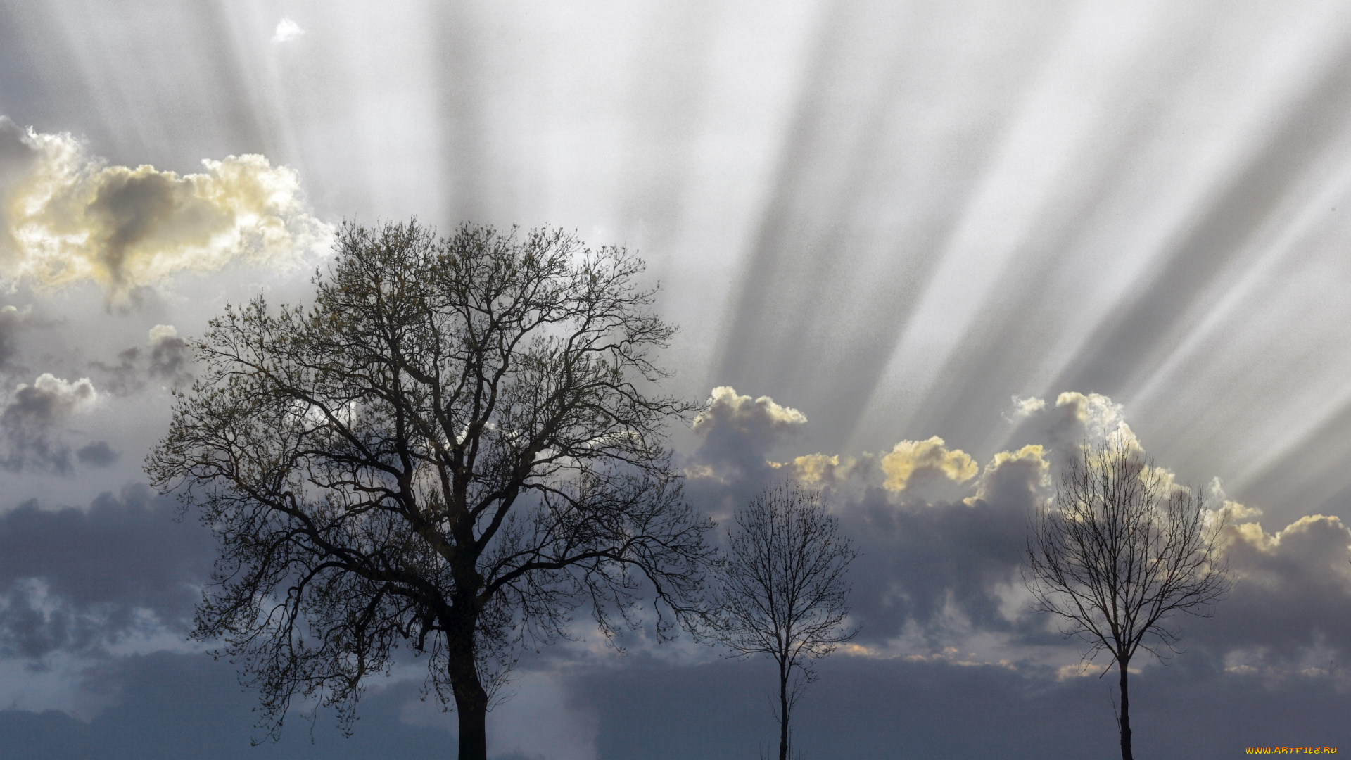 природа, деревья, небо, тучи, лучи