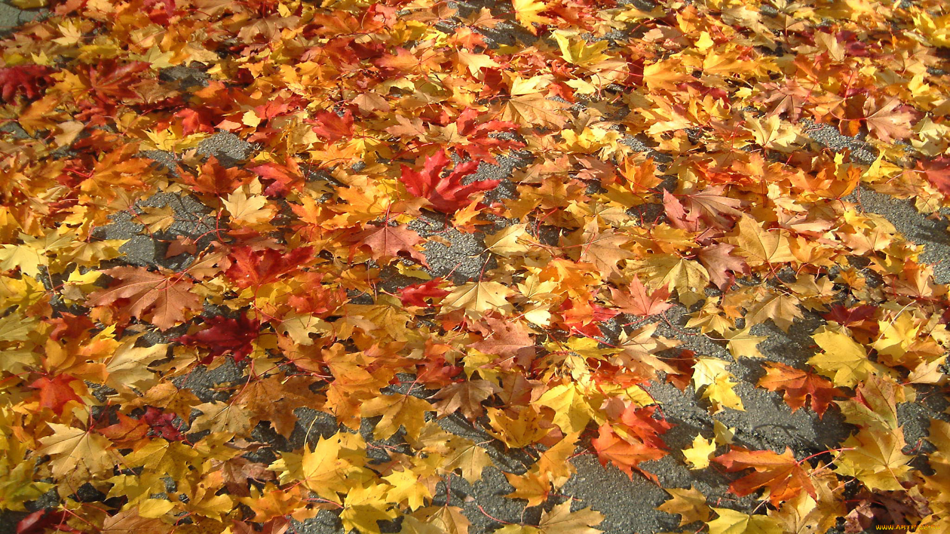 природа, листья, осень