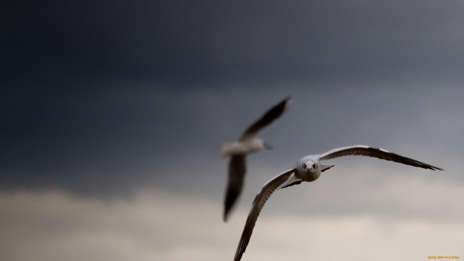 животные, Чайки, бакланы, крачки, чайки