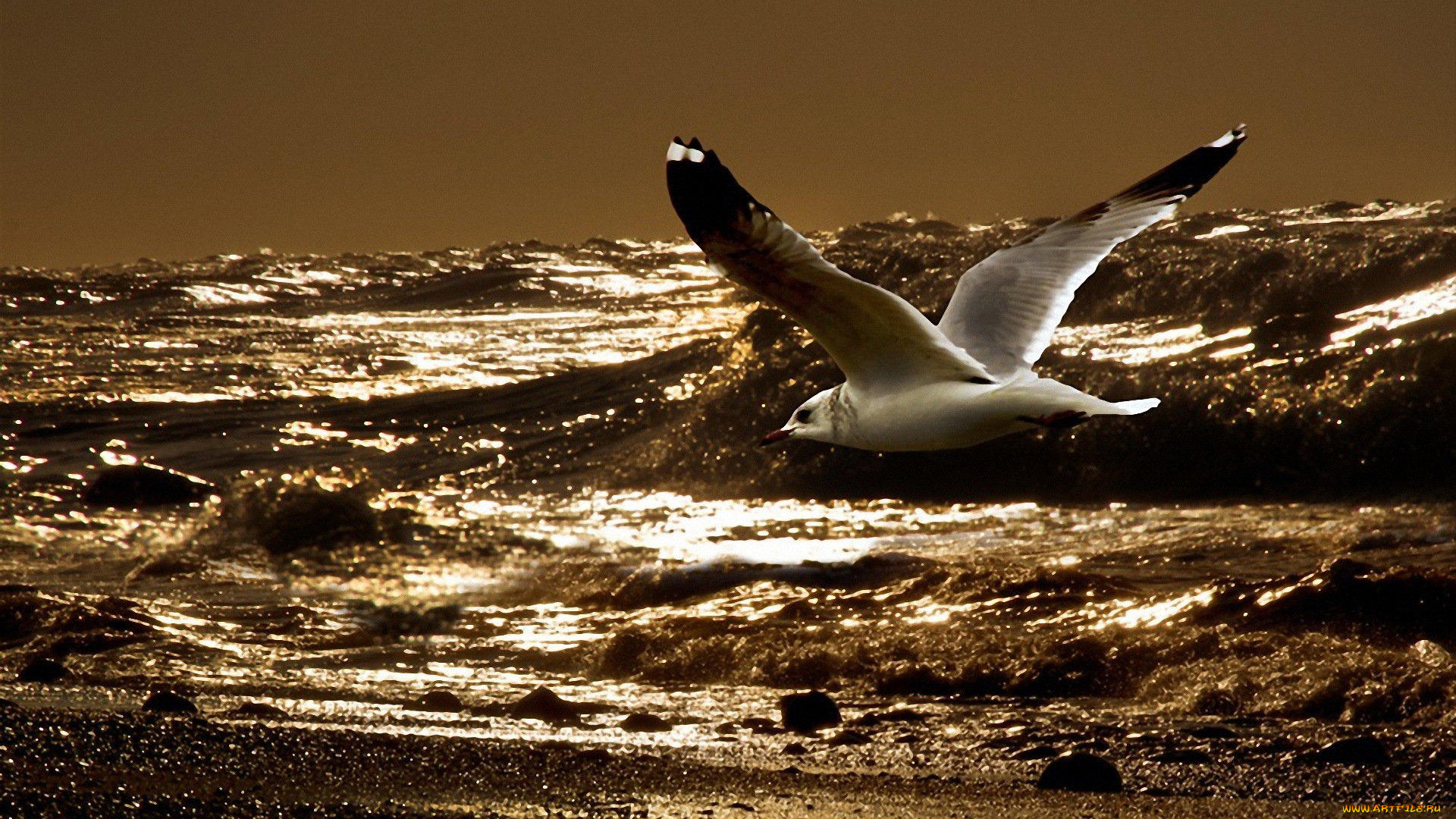 животные, Чайки, бакланы, крачки, чайки