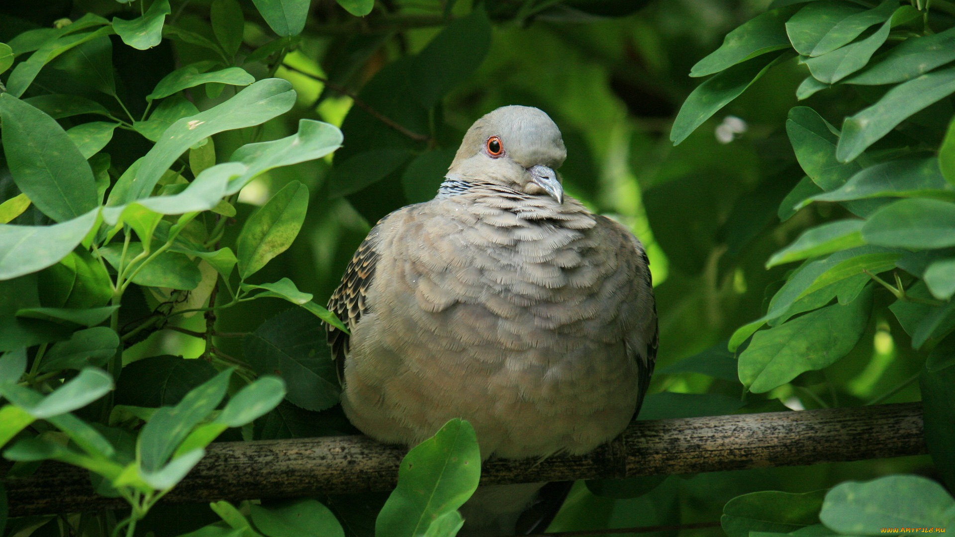 животные, голуби, голубь