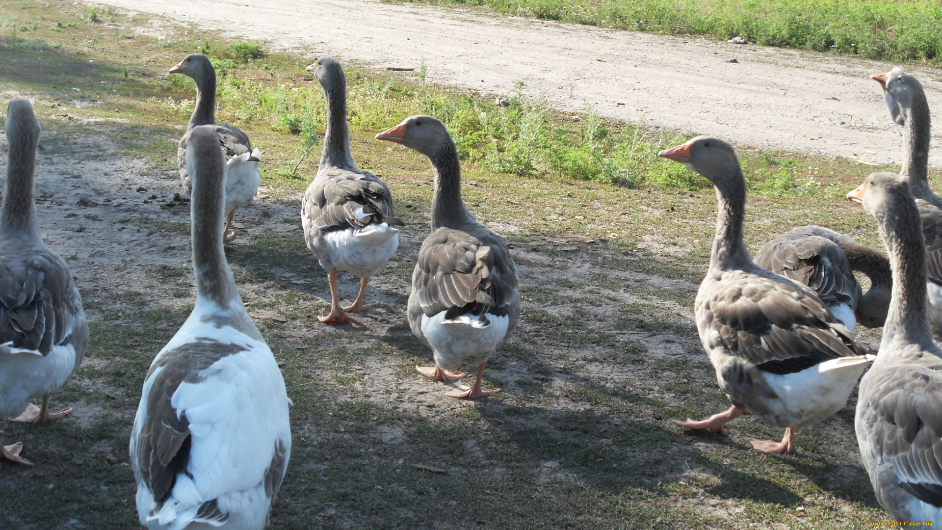 животные, гуси