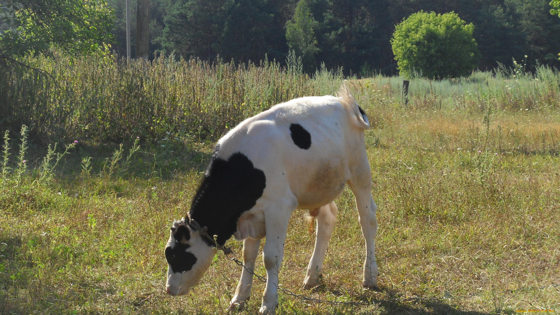 животные, коровы, буйволы, теленок