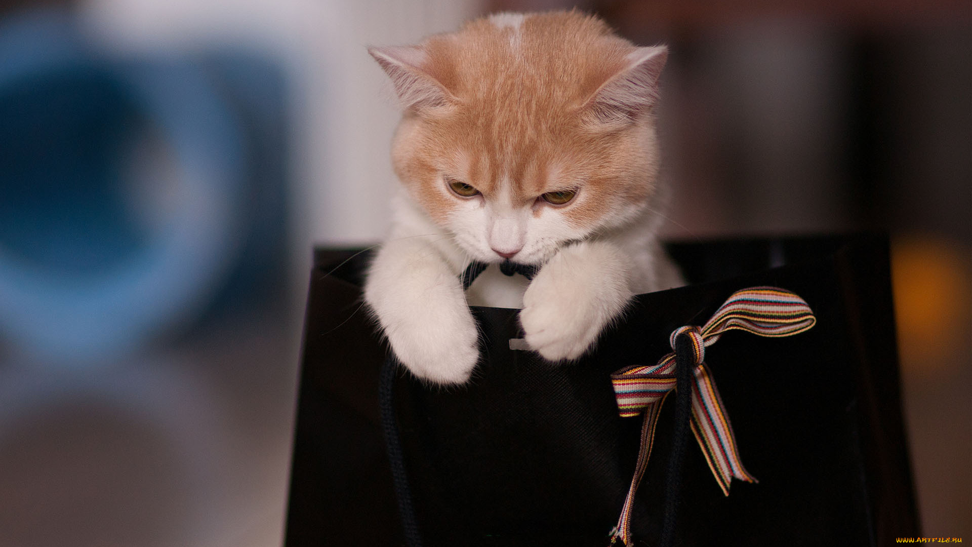 животные, коты, игра, лента, кошка, пакет, сумка