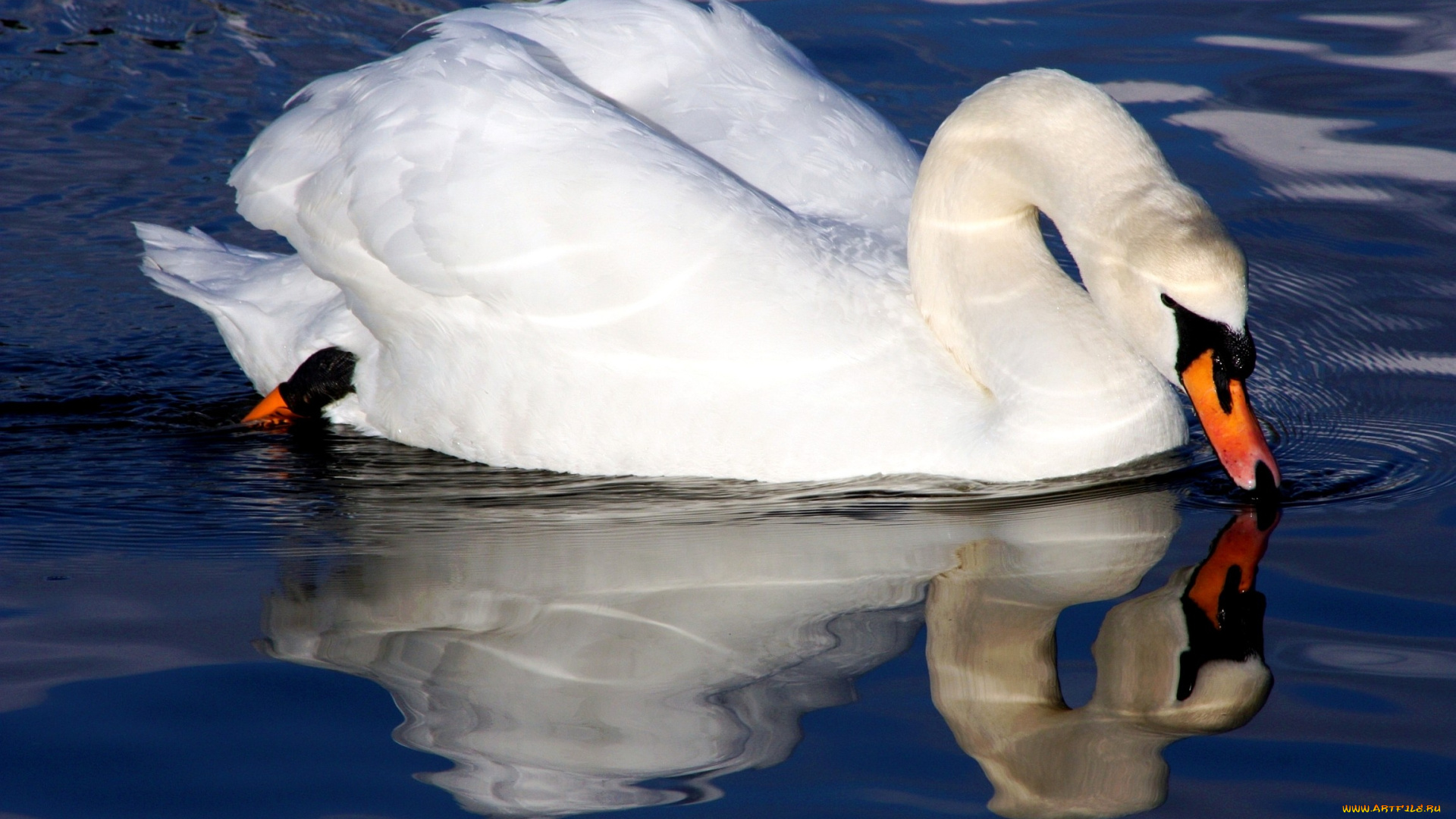 животные, лебеди, вода, шипун, перья