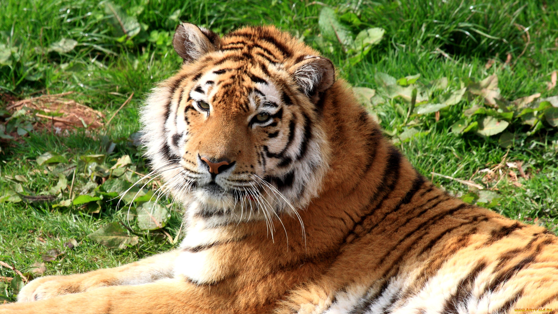 животные, тигры, хищник, полосатый