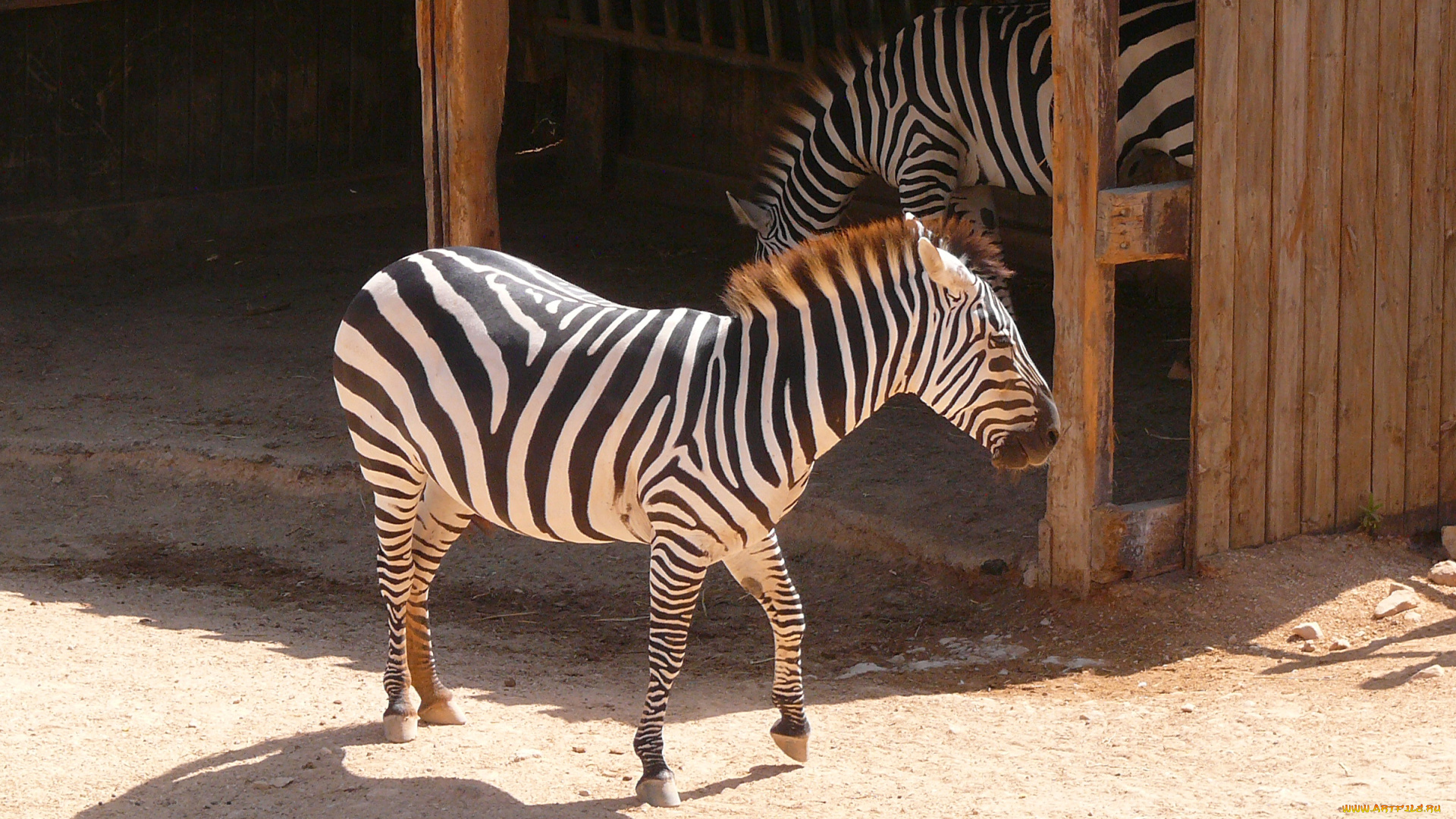 животные, зебры, зебра