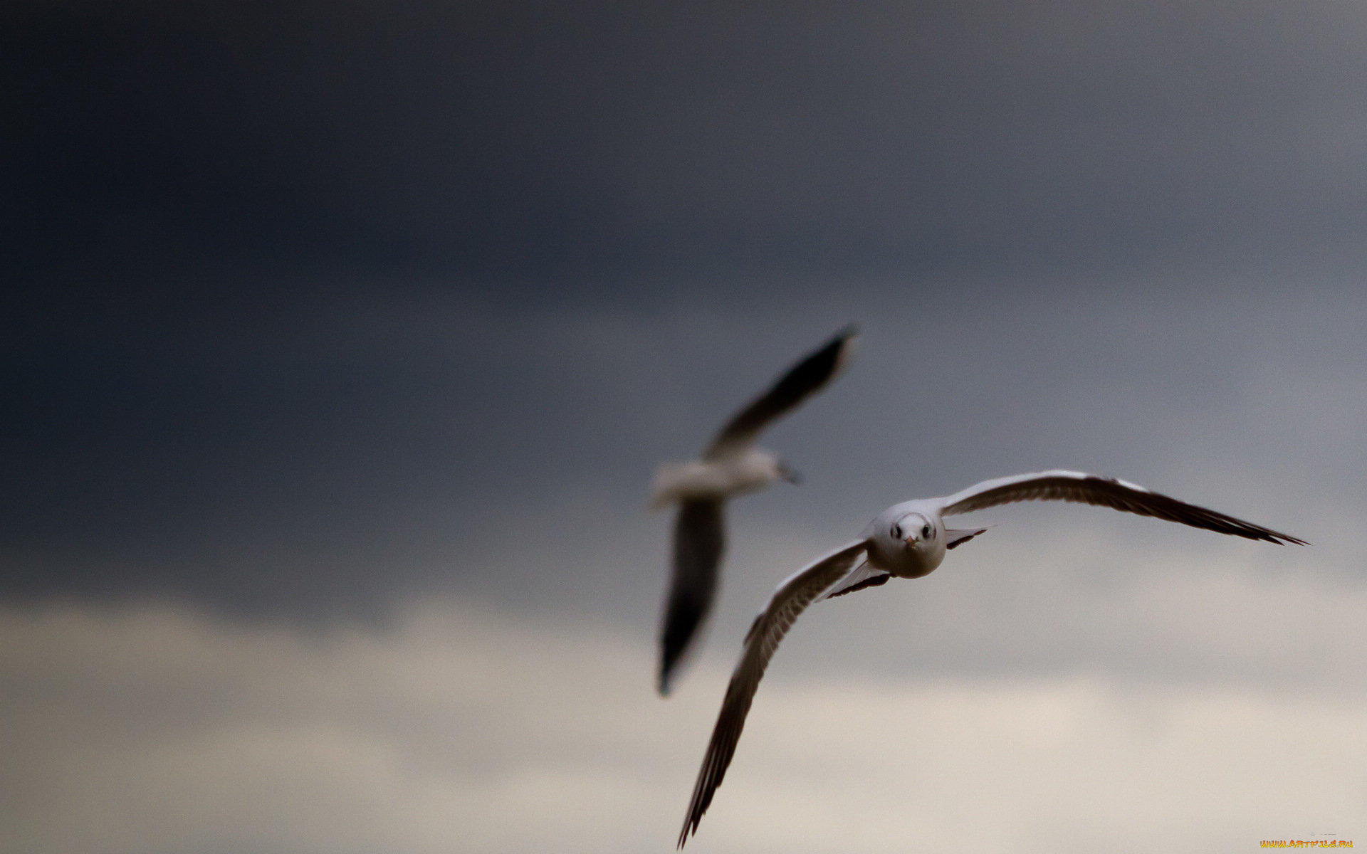 животные, Чайки, бакланы, крачки, чайки