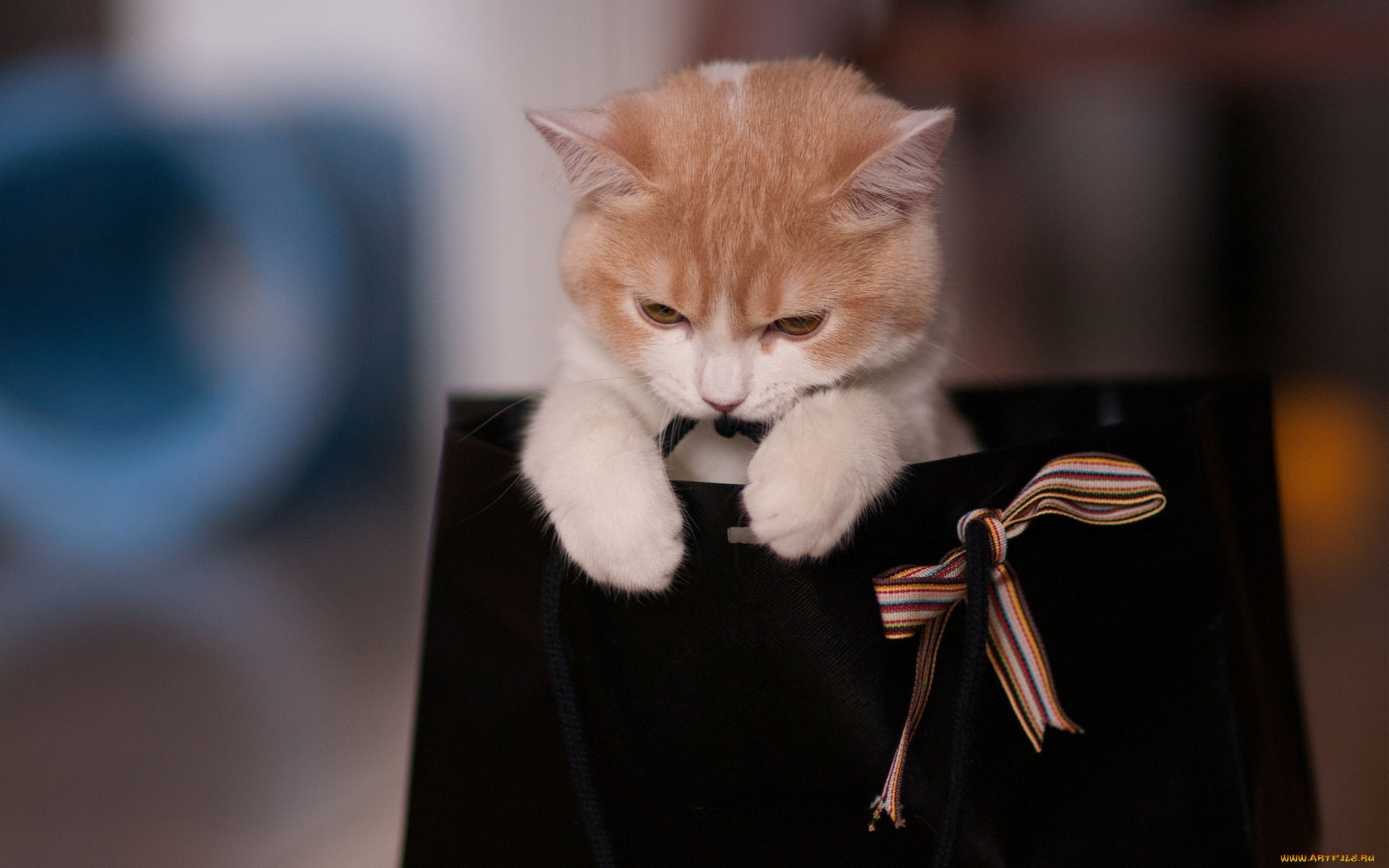 животные, коты, игра, лента, кошка, пакет, сумка