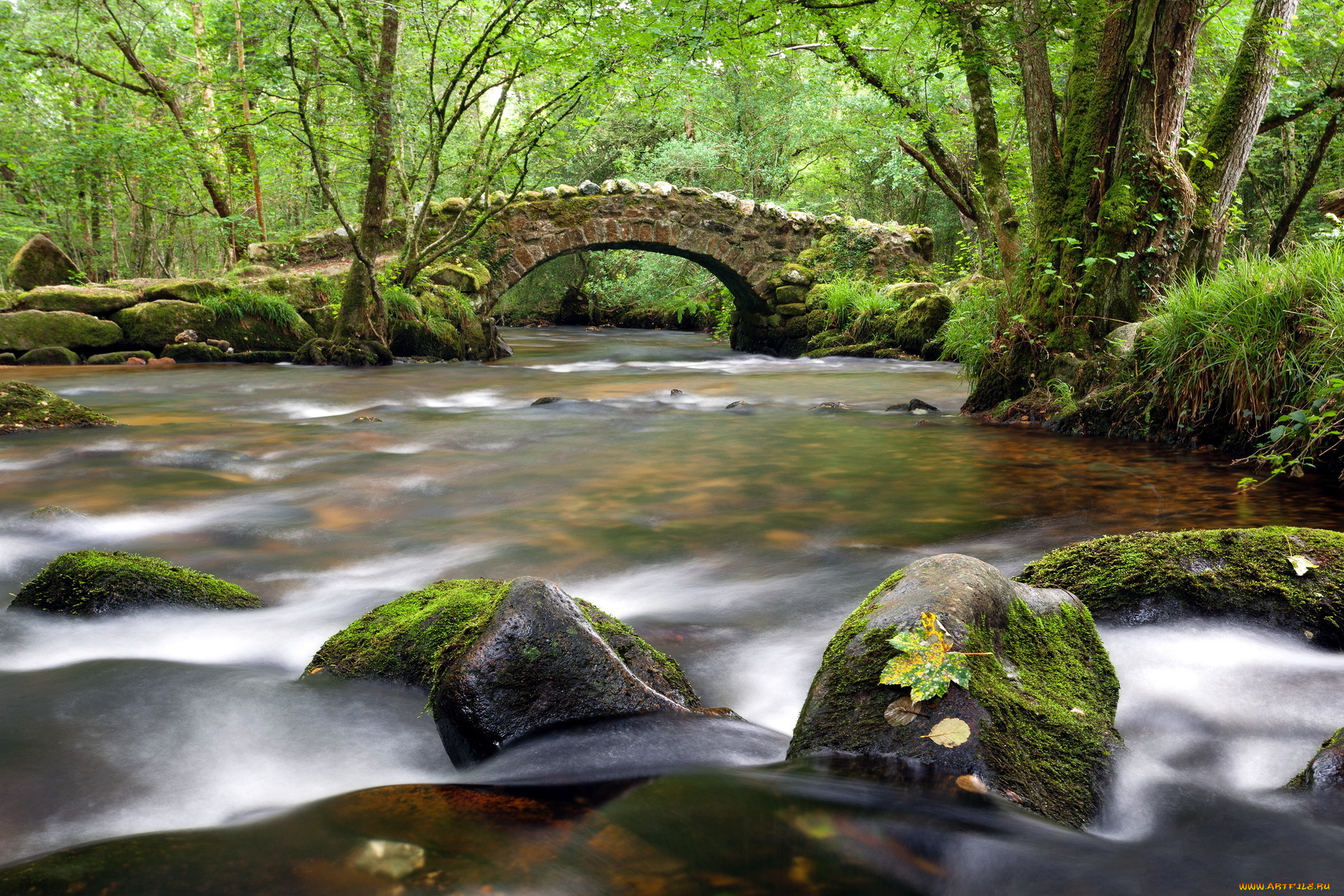 природа, реки, озера, река, мост