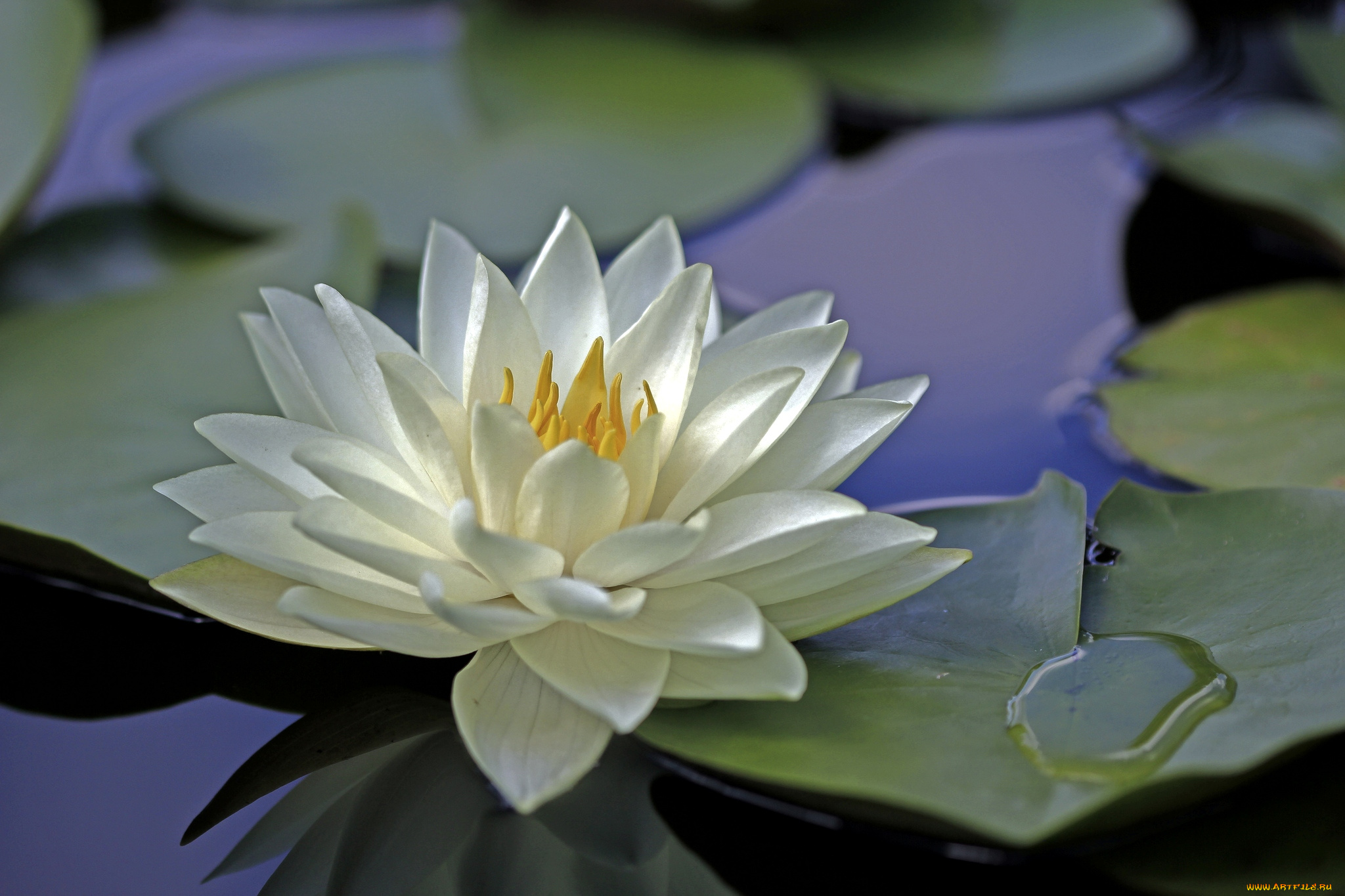 цветы, лилии, водяные, нимфеи, кувшинки, лепестки