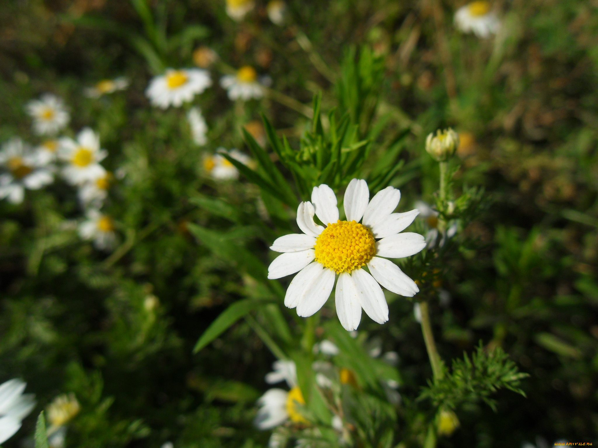 цветы, ромашки