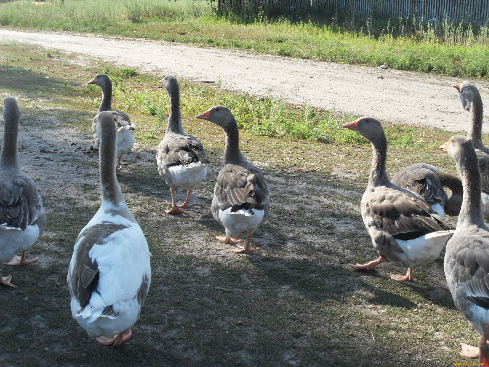 животные, гуси