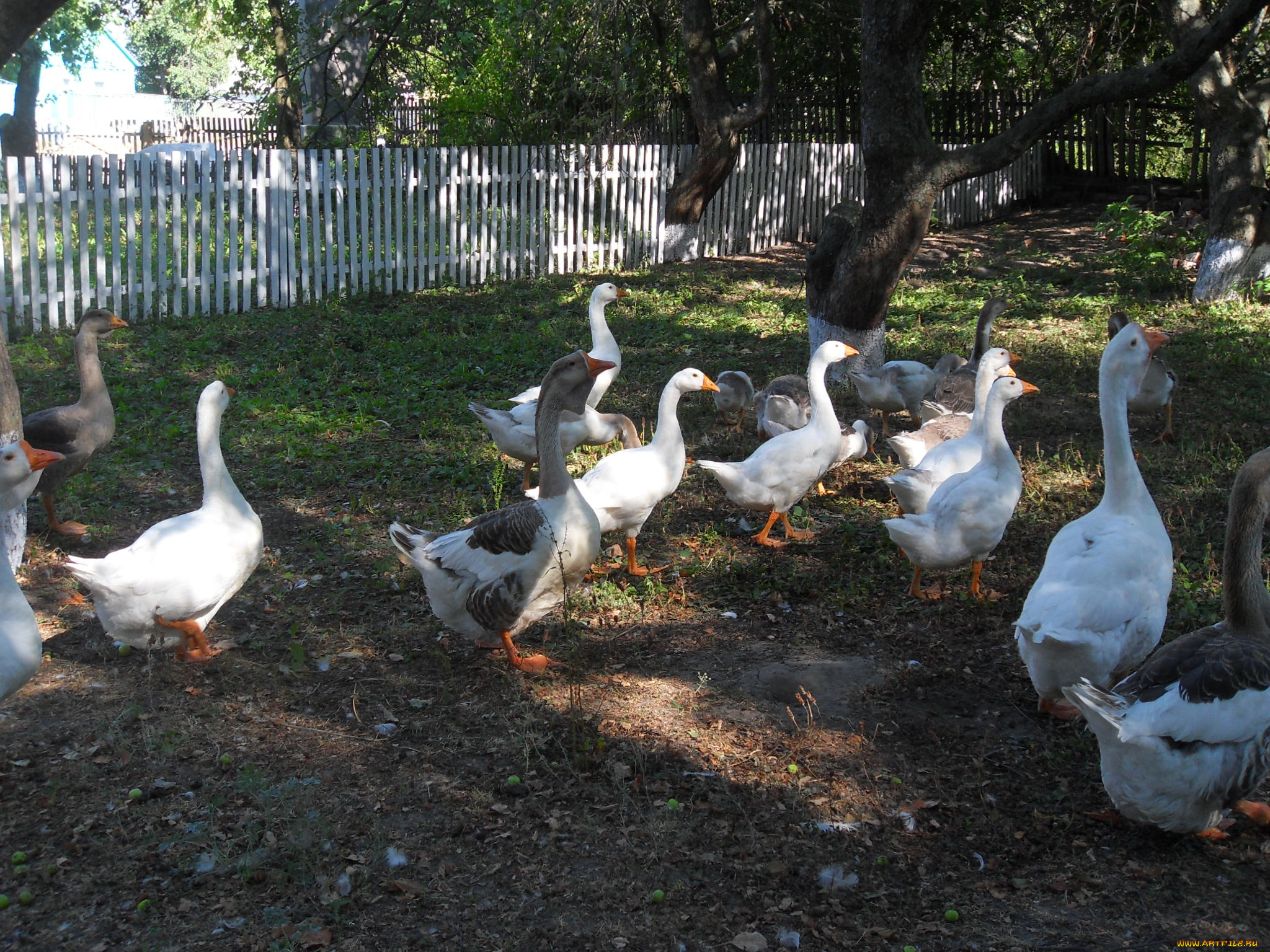 животные, гуси
