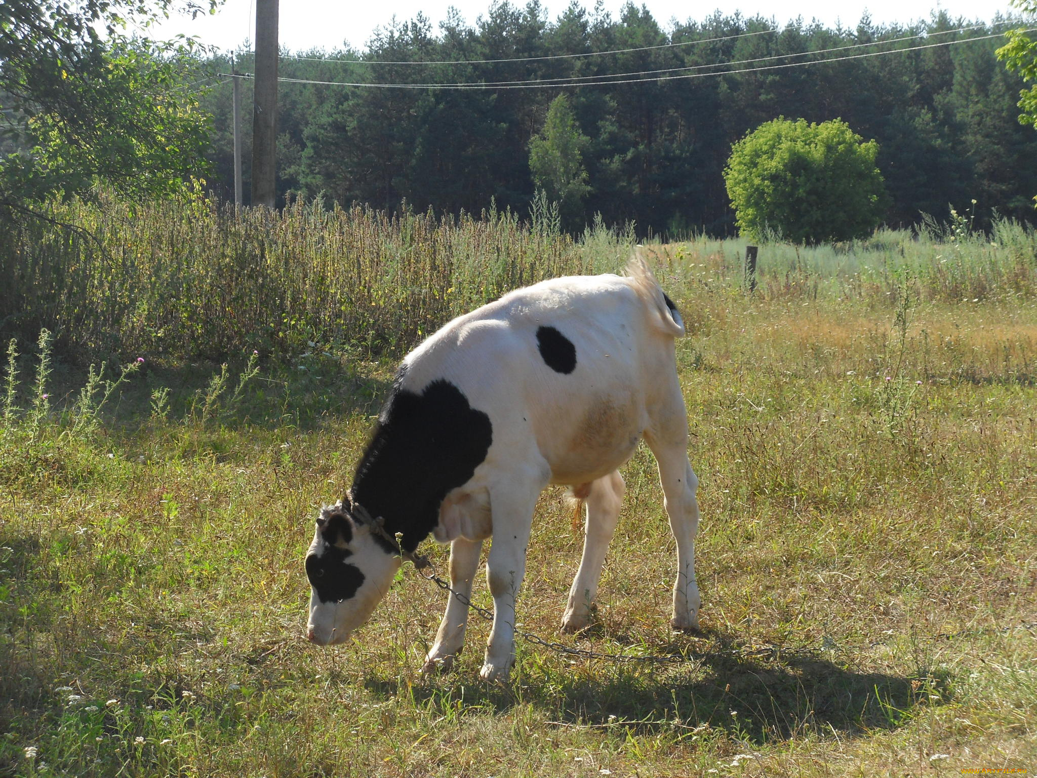 животные, коровы, буйволы, теленок