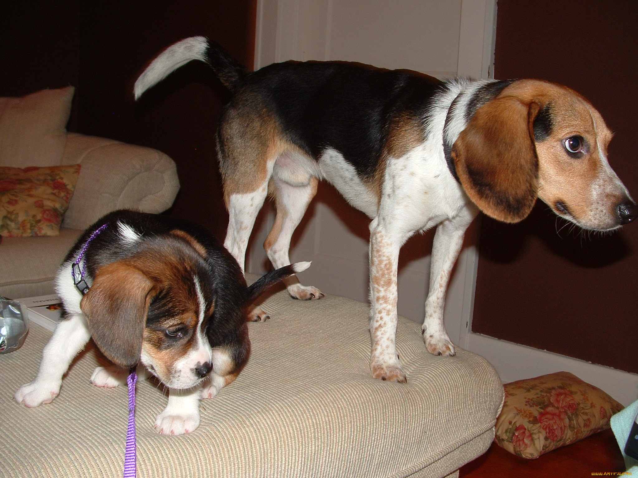 животные, собаки