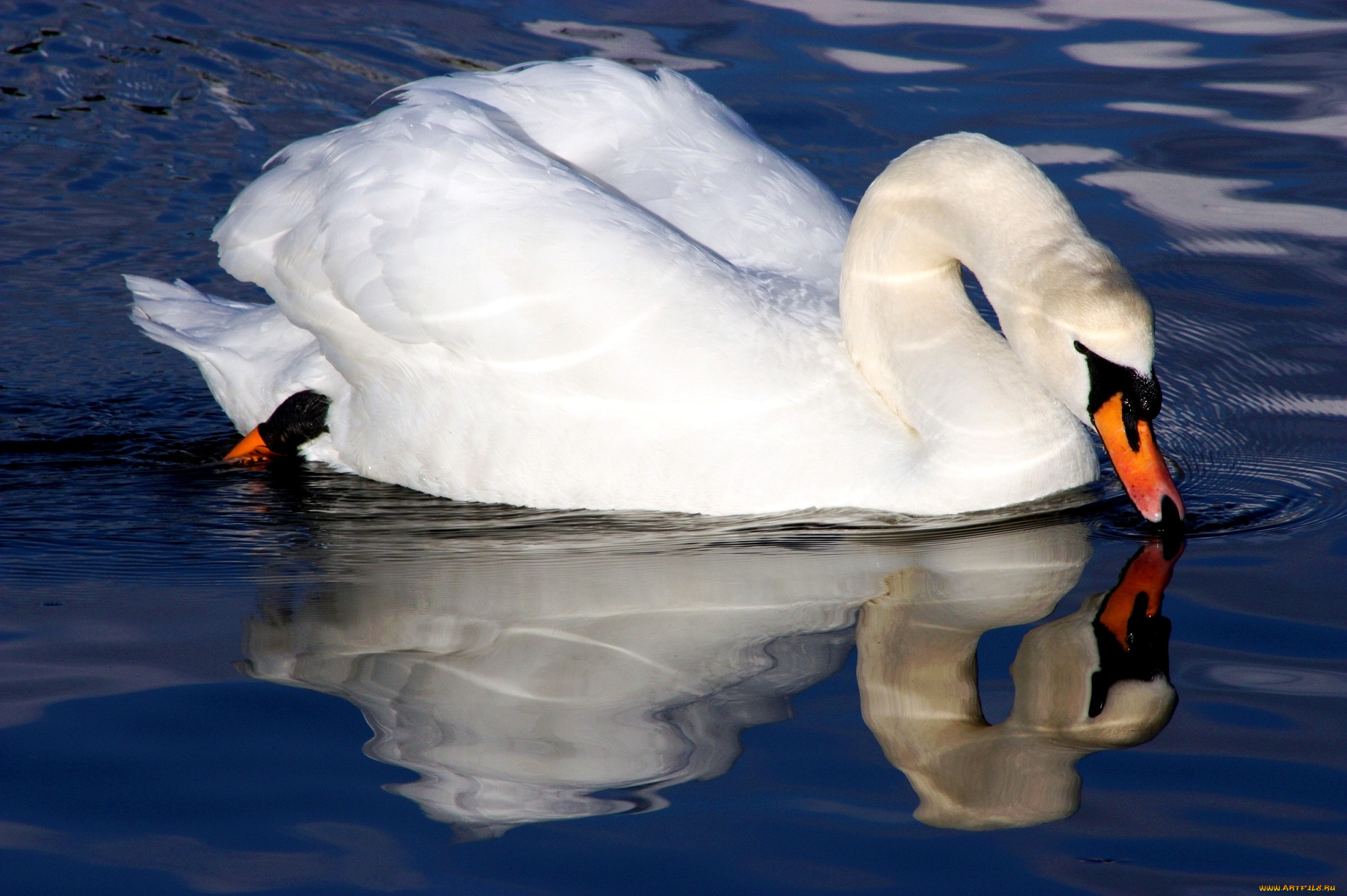 животные, лебеди, вода, шипун, перья