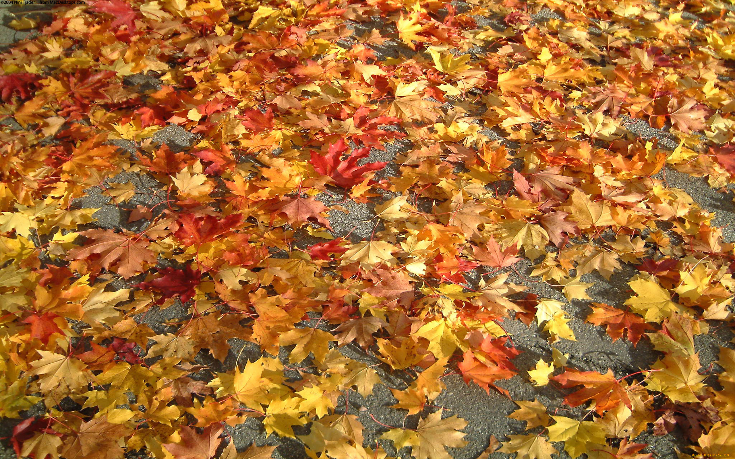 природа, листья, осень