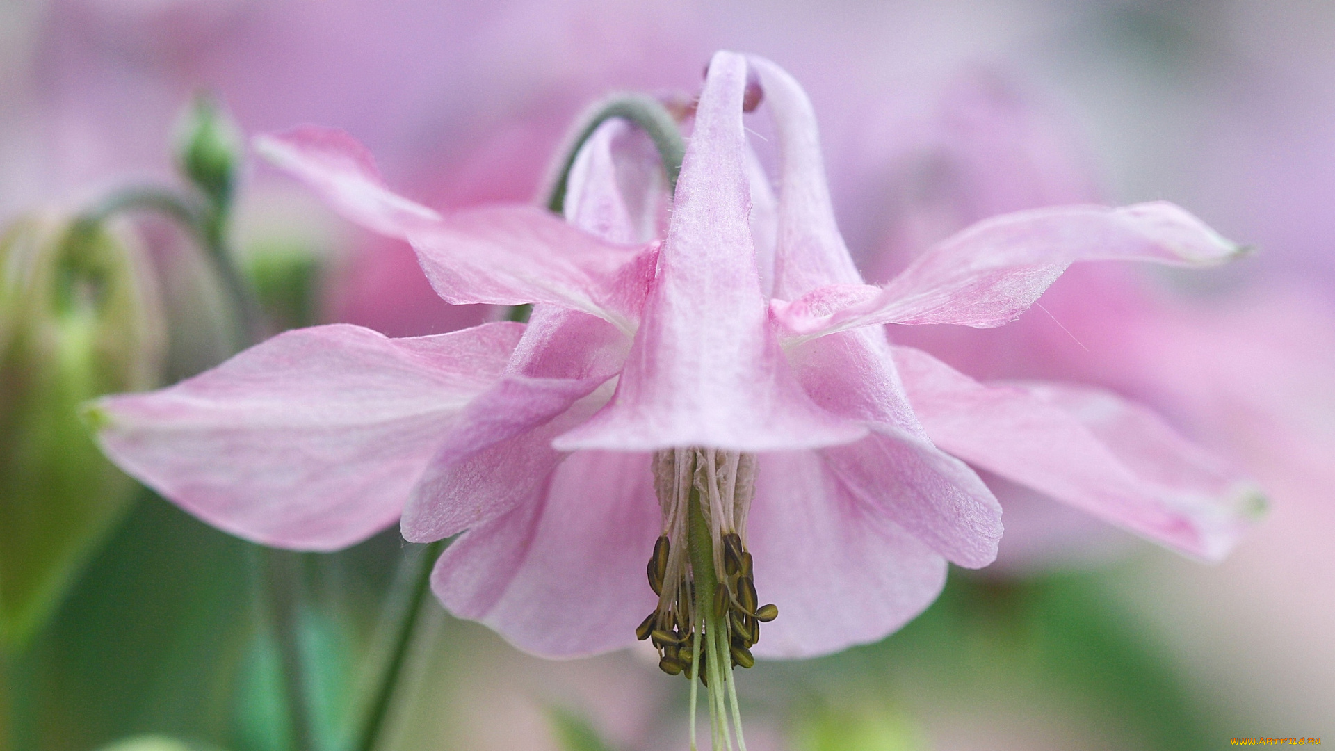 цветы, аквилегия, водосбор, розовый, нежность