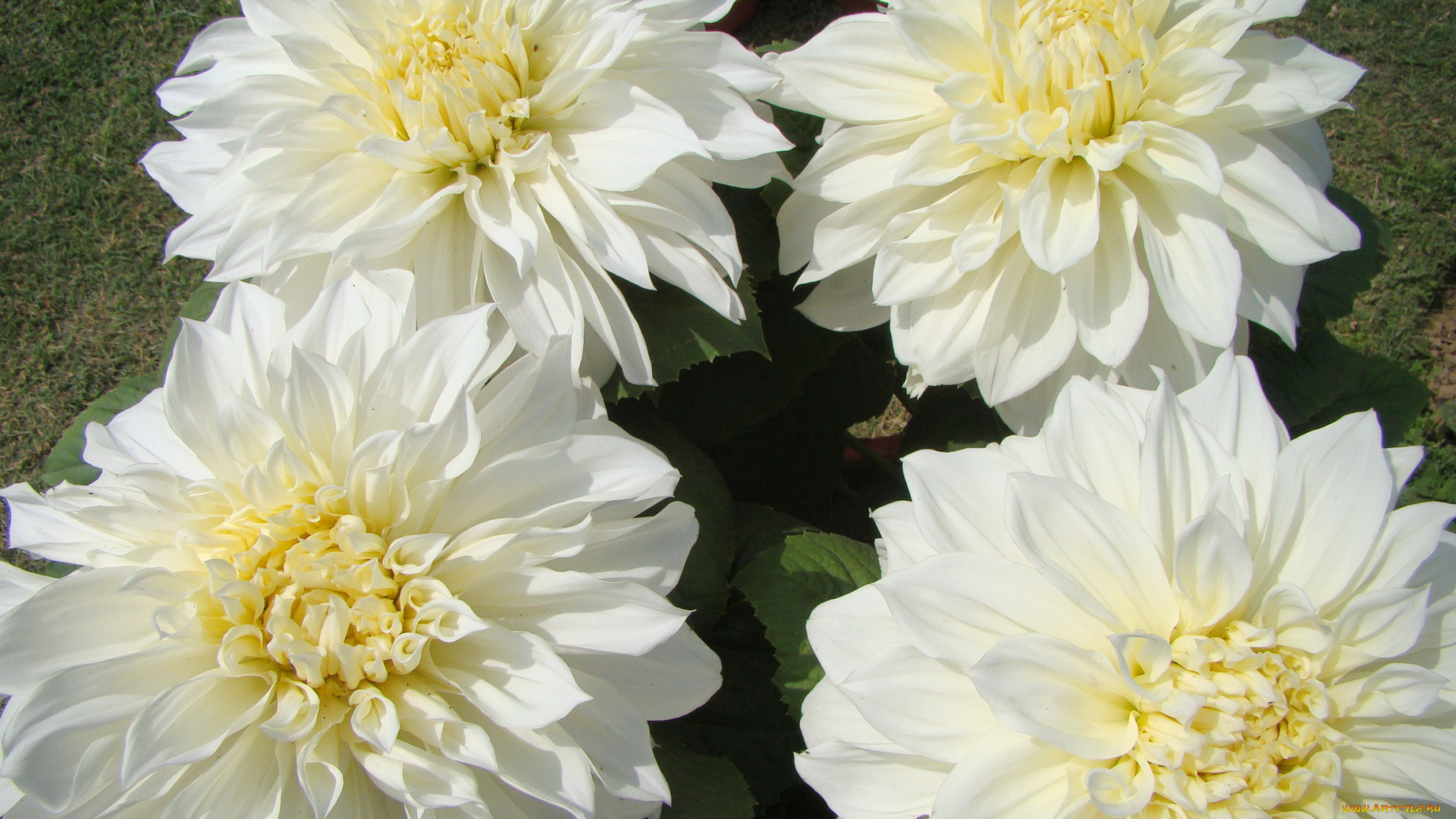 цветы, георгины