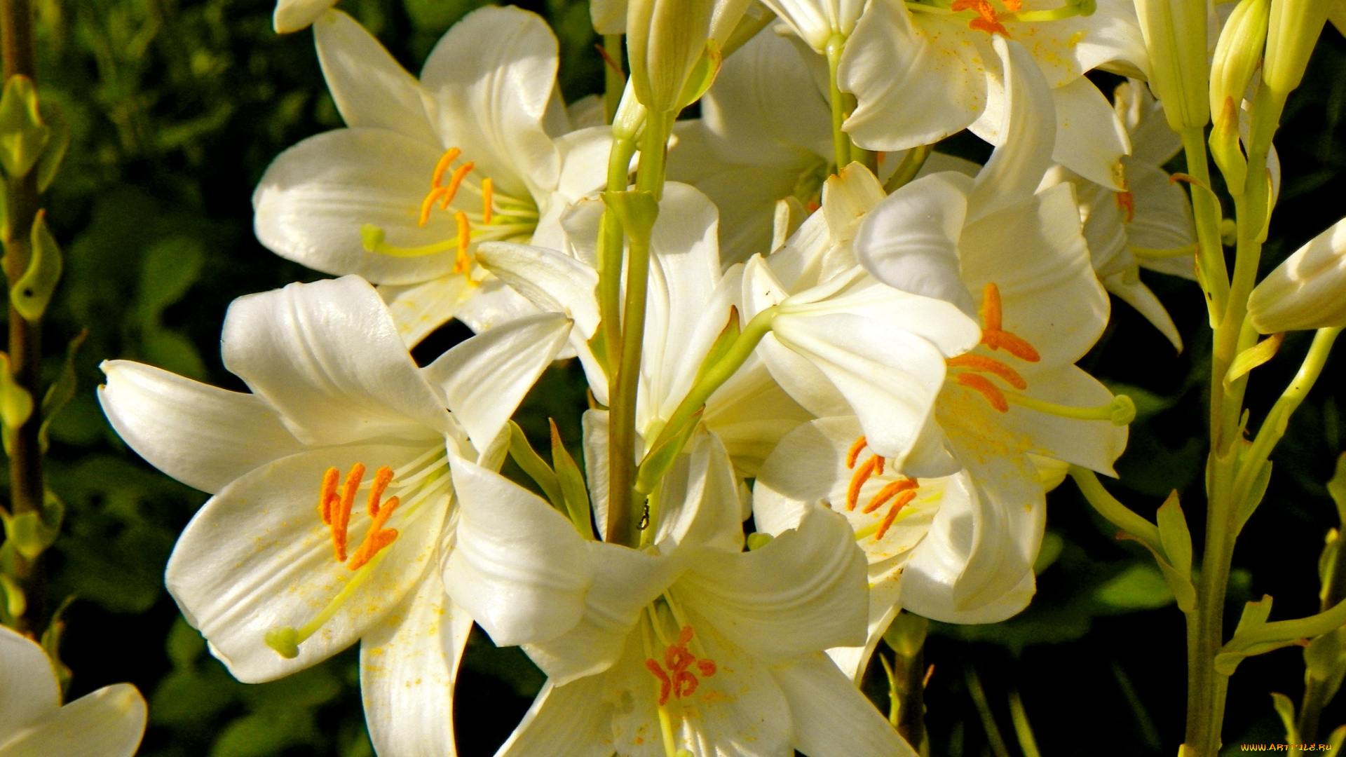 цветы, лилии, лилейники