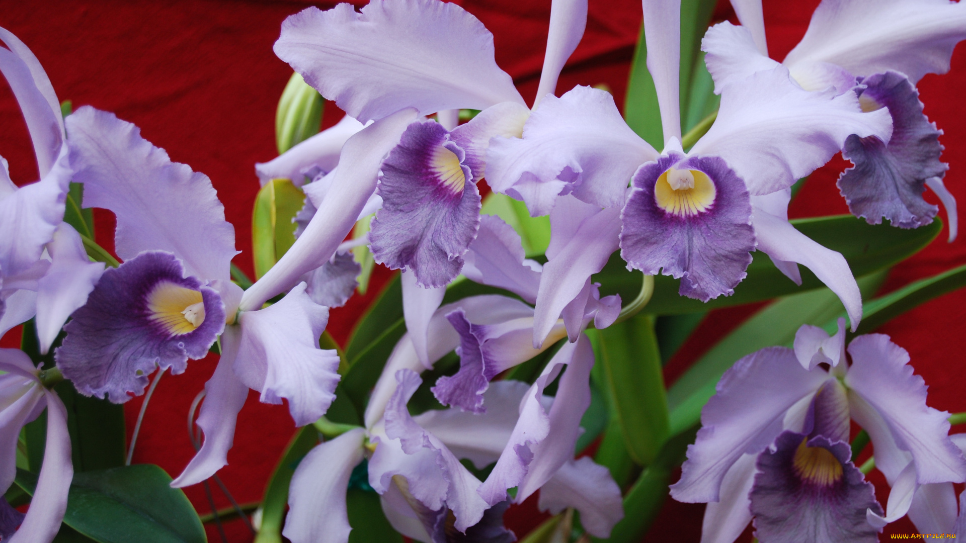 цветы, орхидеи