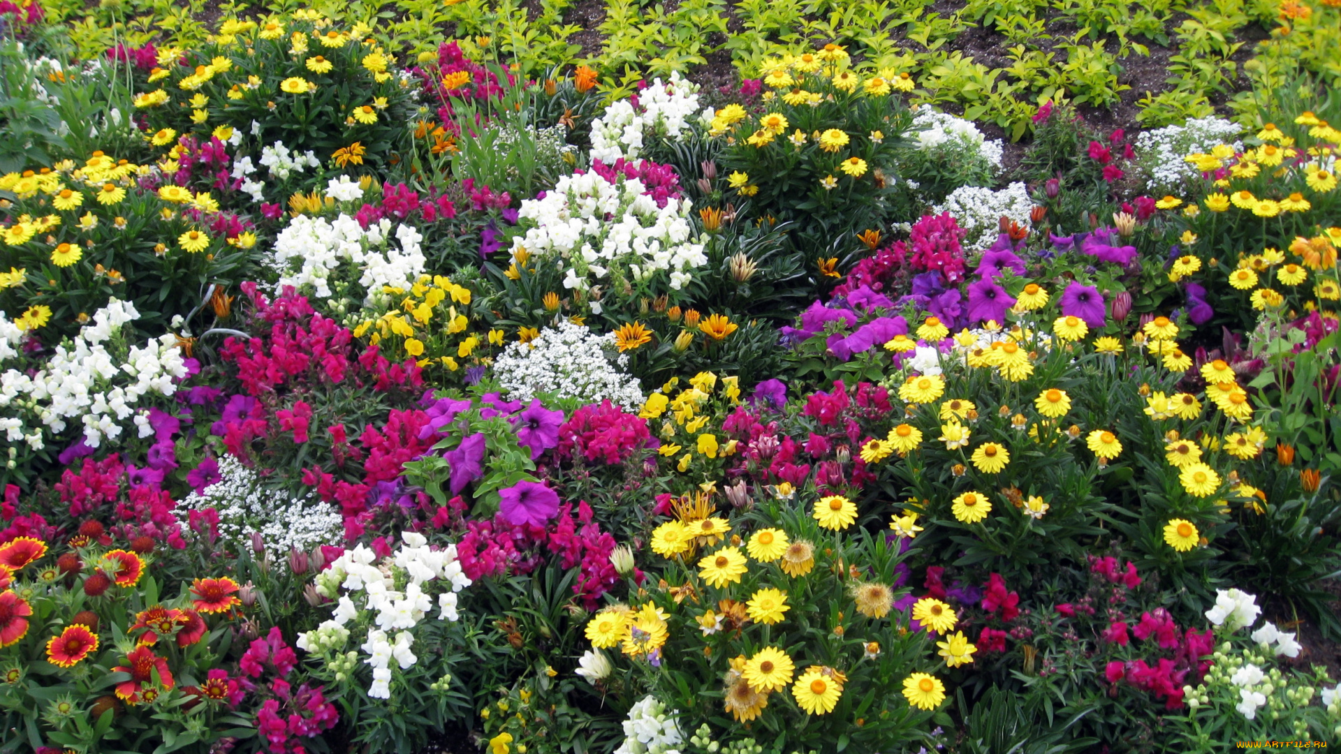 цветы, разные, вместе, львиный, зев, петуньи, сад, чернобривцы