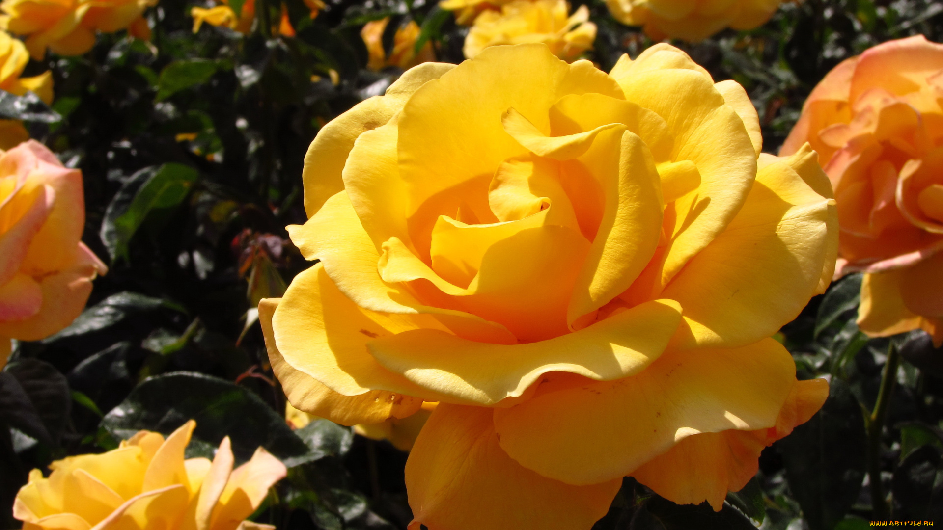 цветы, розы, бутоны