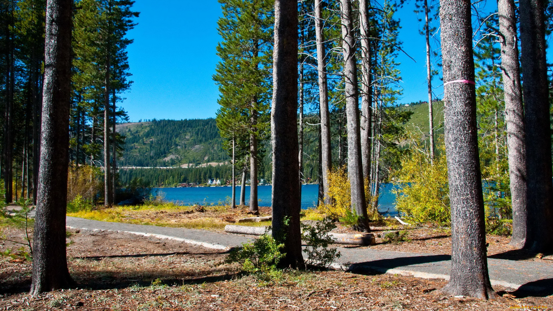 donner, state, park, сша, природа, парк, река, лес