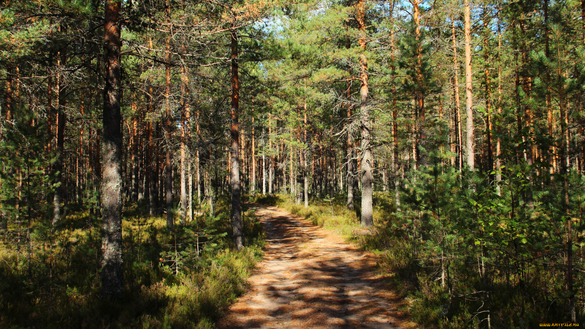 ленинградская, область, выборг, природа, лес, дорожка, лето