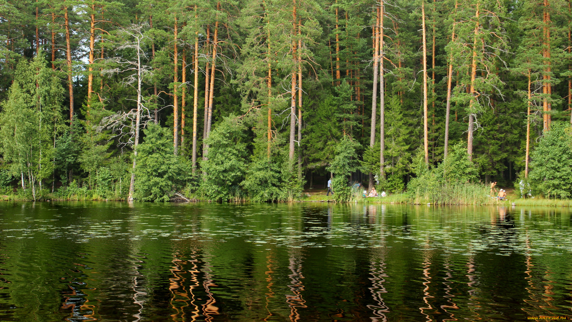озеро, щучье, комарово, санкт, петербург, природа, реки, озера, лес