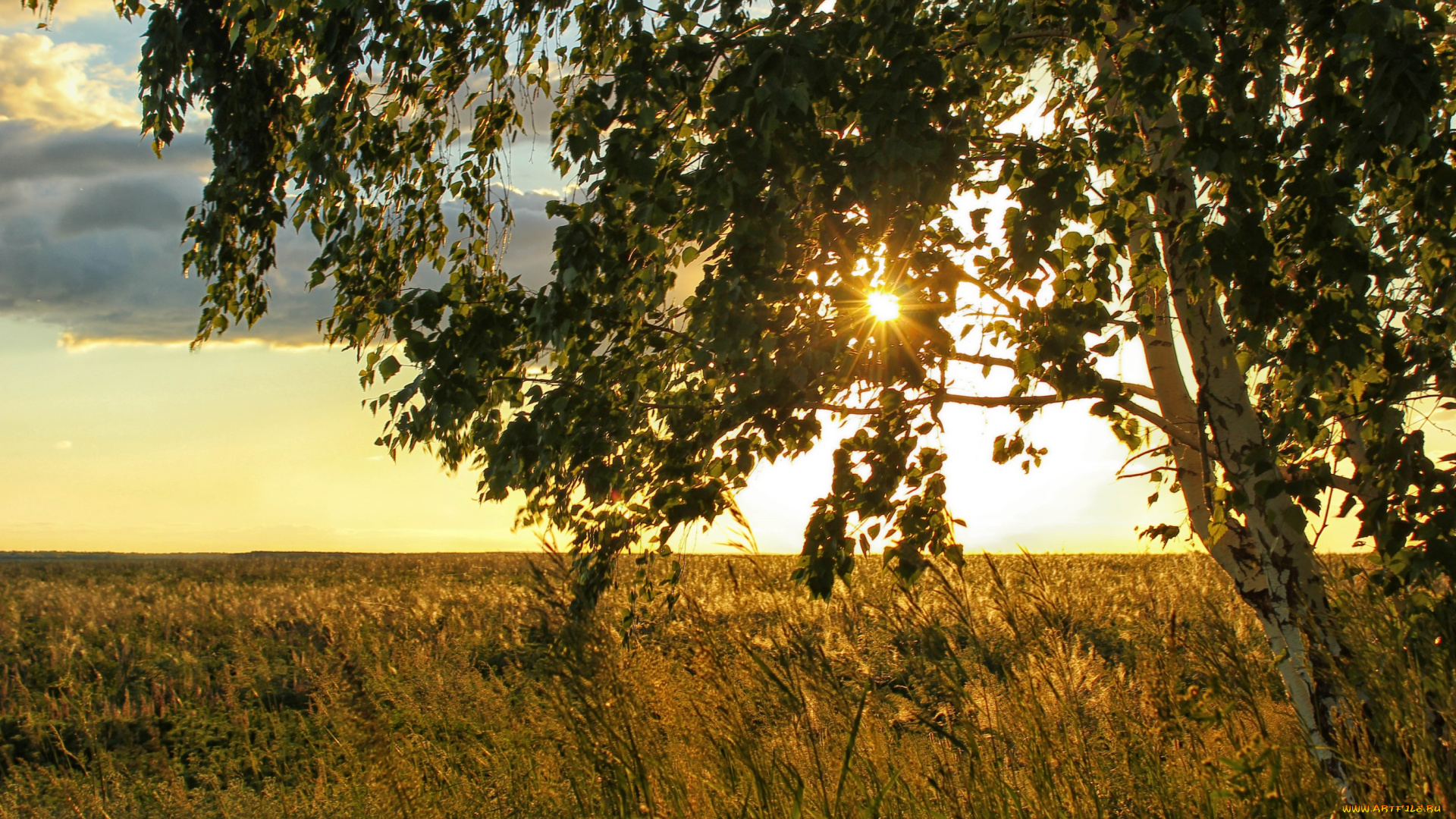 природа, деревья, береза, поле, солнце
