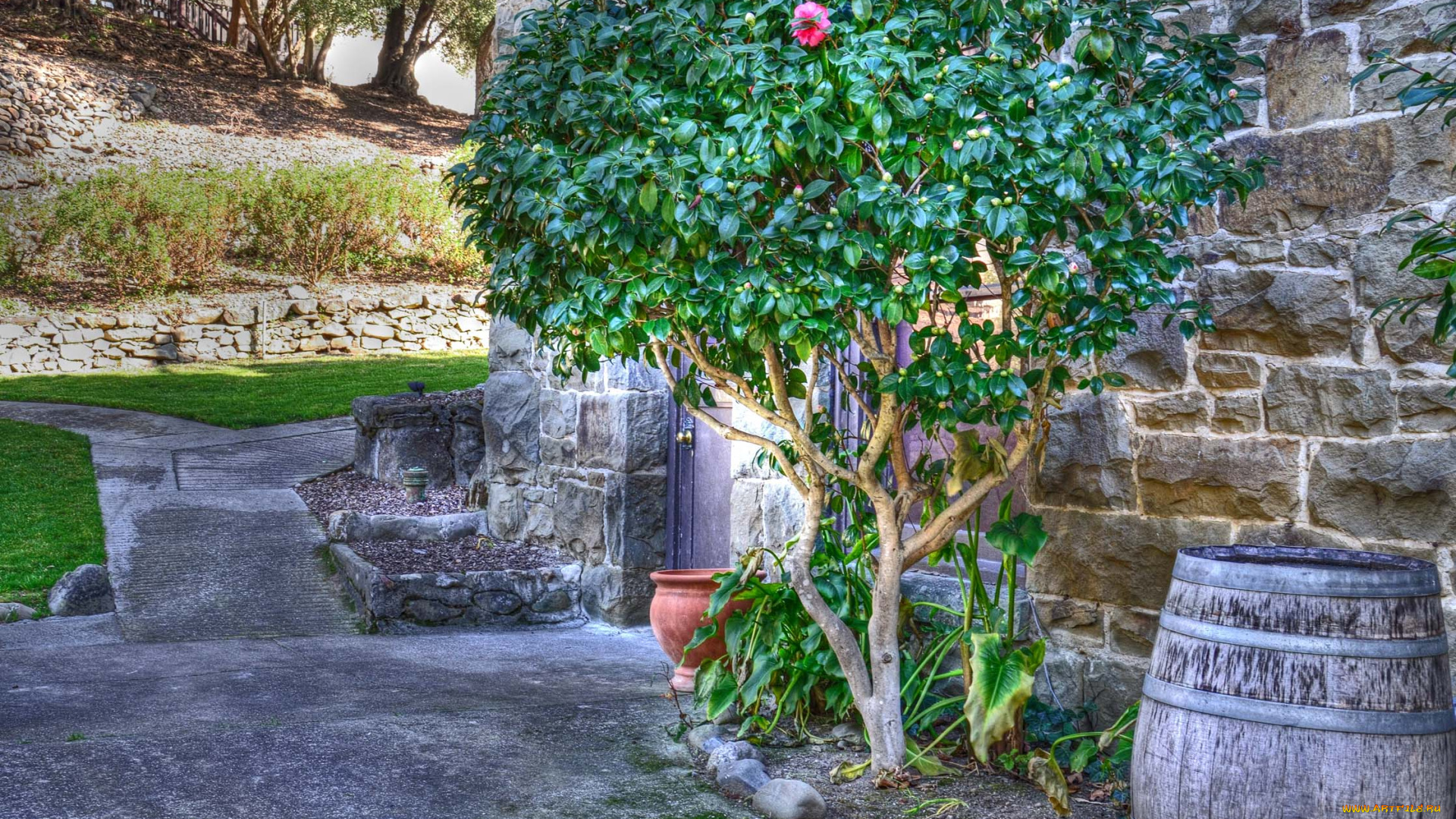 природа, деревья, стена, дорожка, бочка, дерево