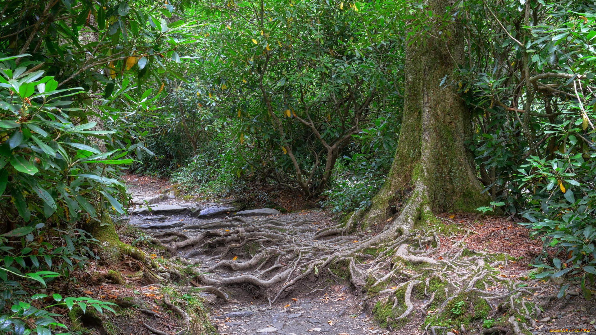 природа, дороги, лес, стволы, тропинка, листва, корни