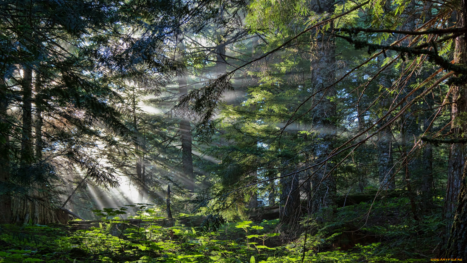 природа, лес, деревья, чаща, лучи