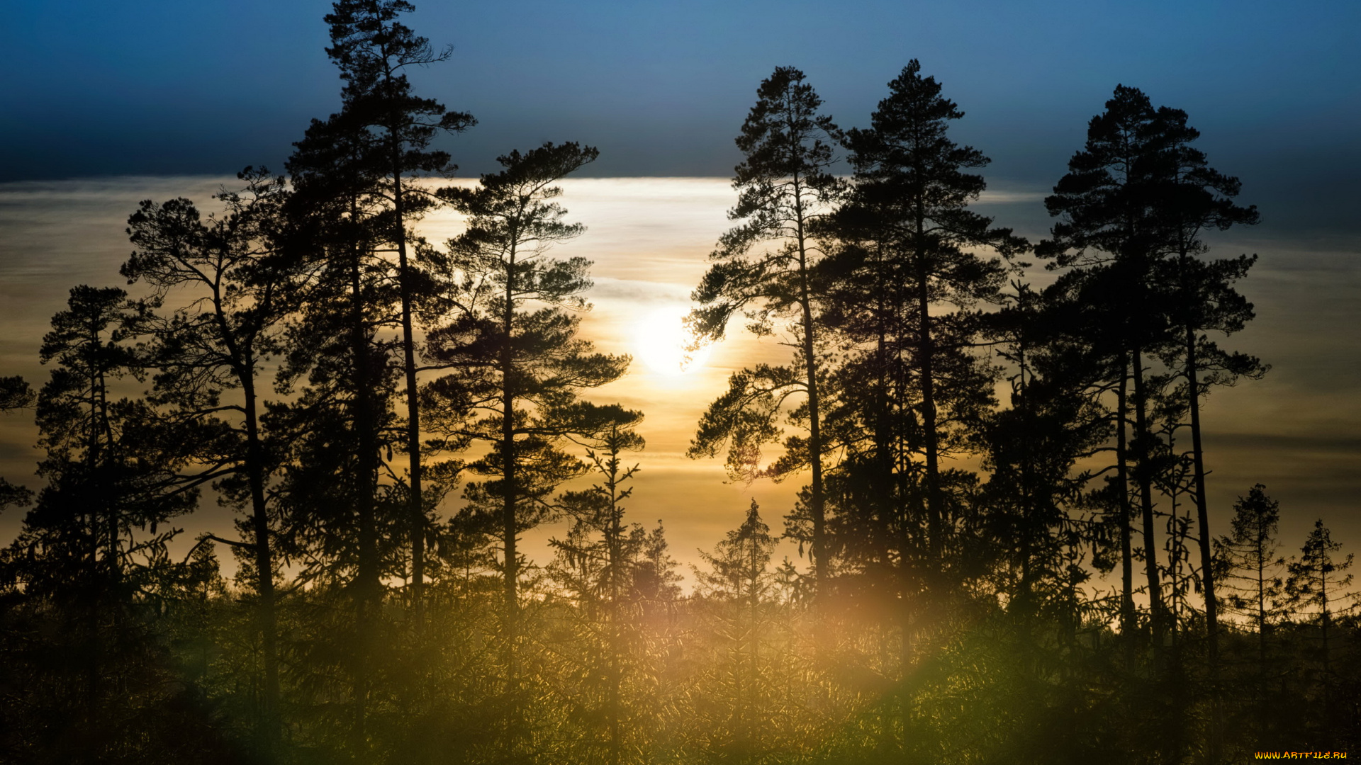 природа, лес, швеция, туман