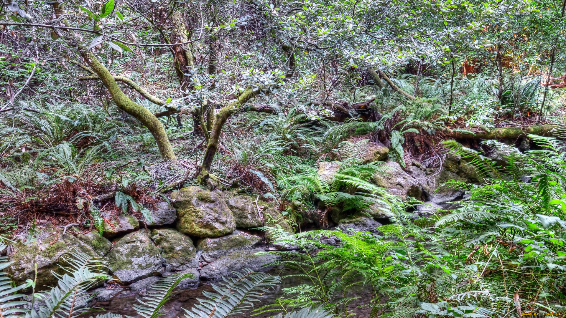 природа, листья, кусты, трава, камни, папоротники