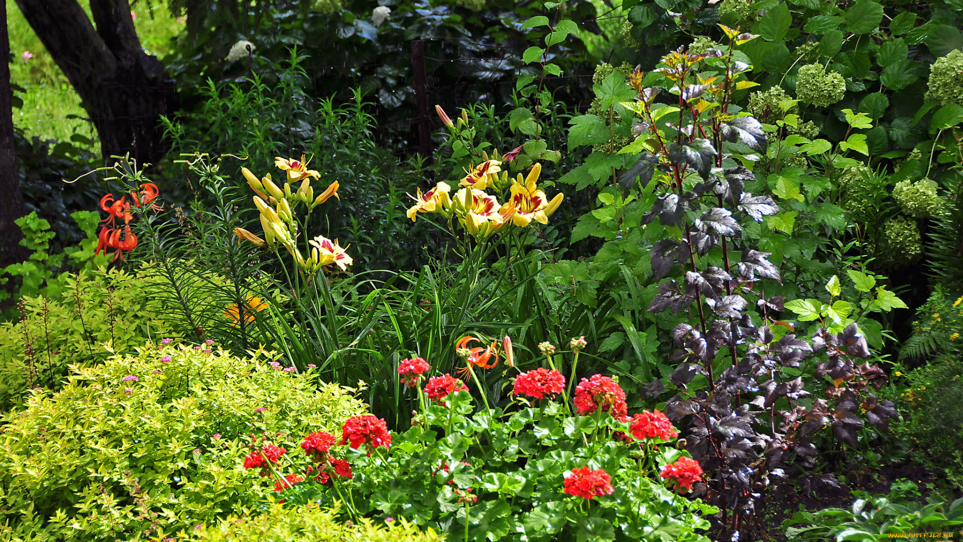 природа, парк, сад, растения, цветы