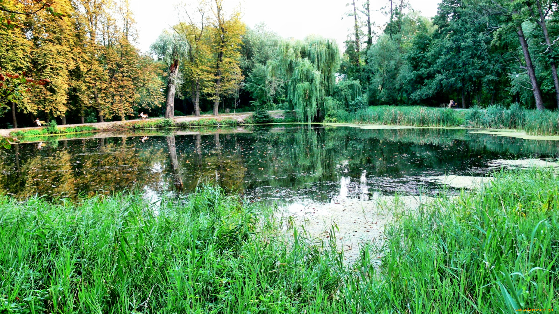 природа, реки, озера, заросли, трава, озеро, лес