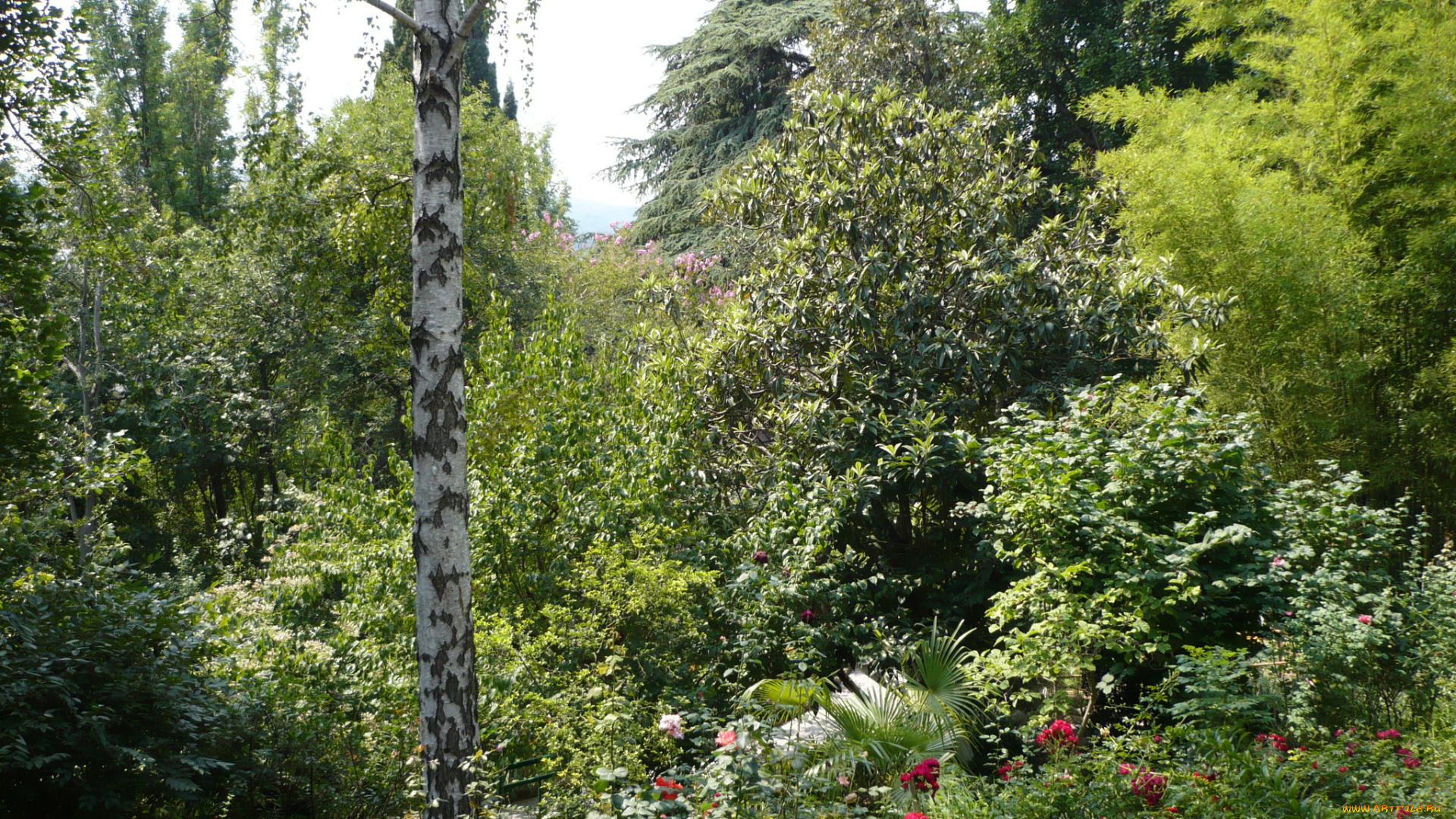 Ялта, крым, природа, парк