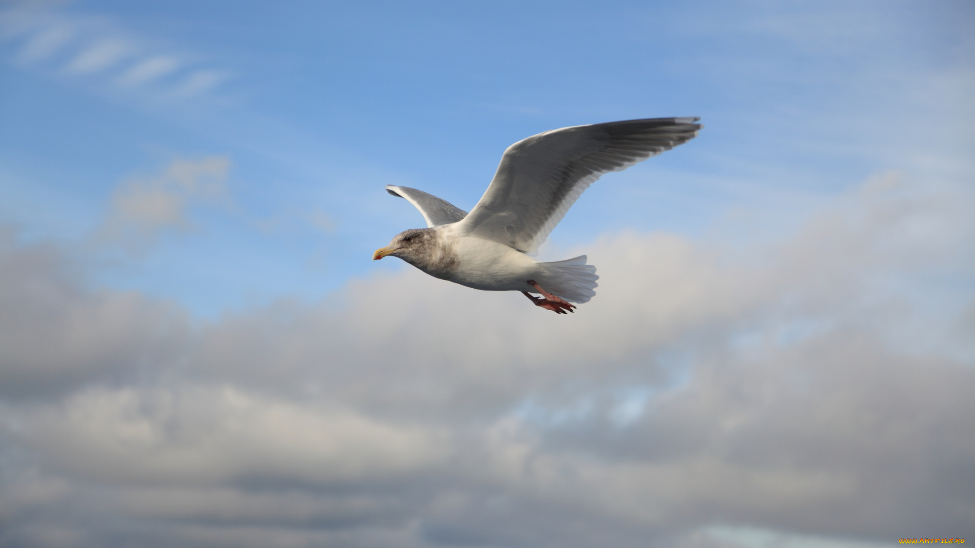 животные, Чайки, бакланы, крачки, полет