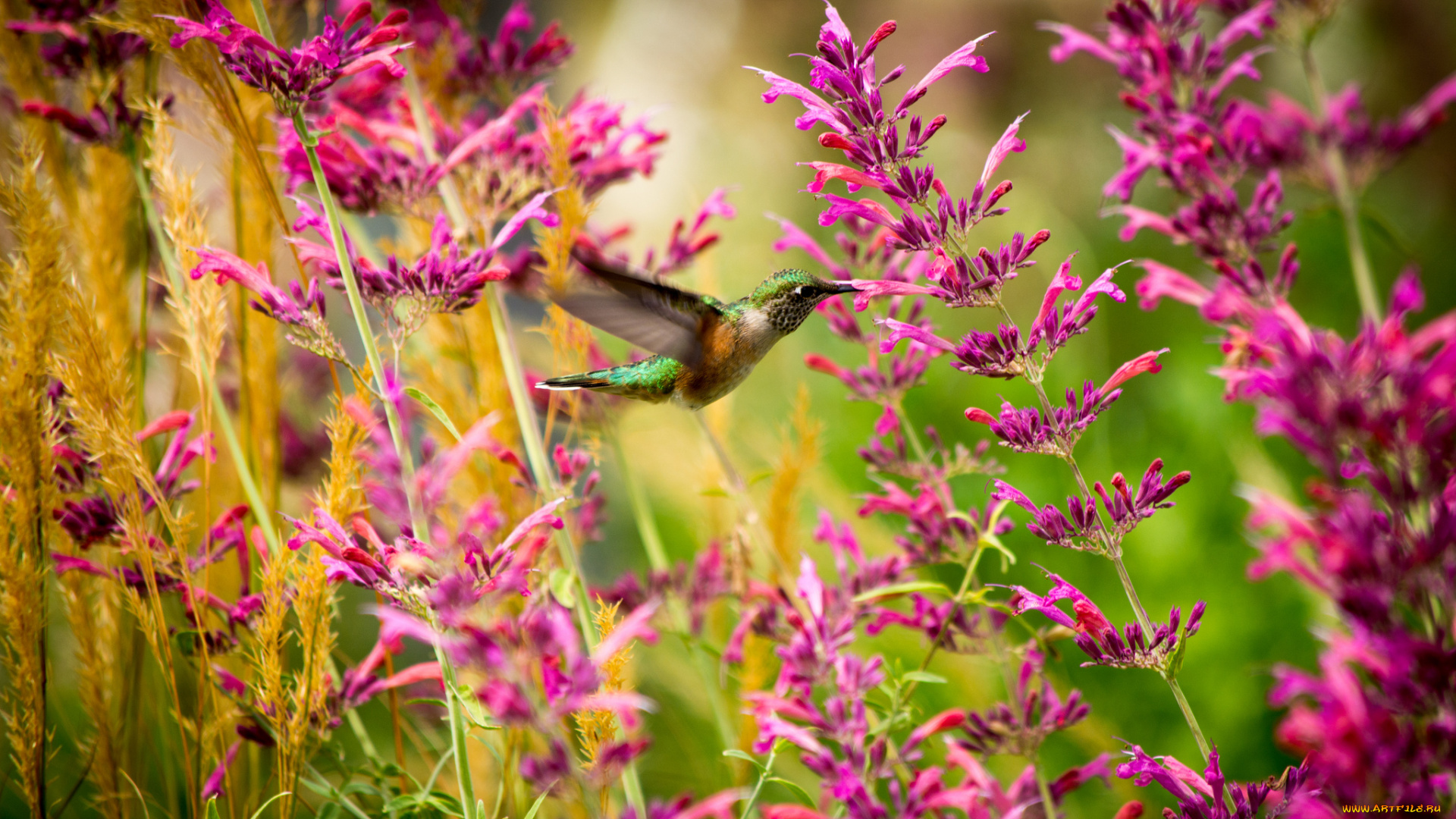 животные, колибри, цветы, полет, кроха