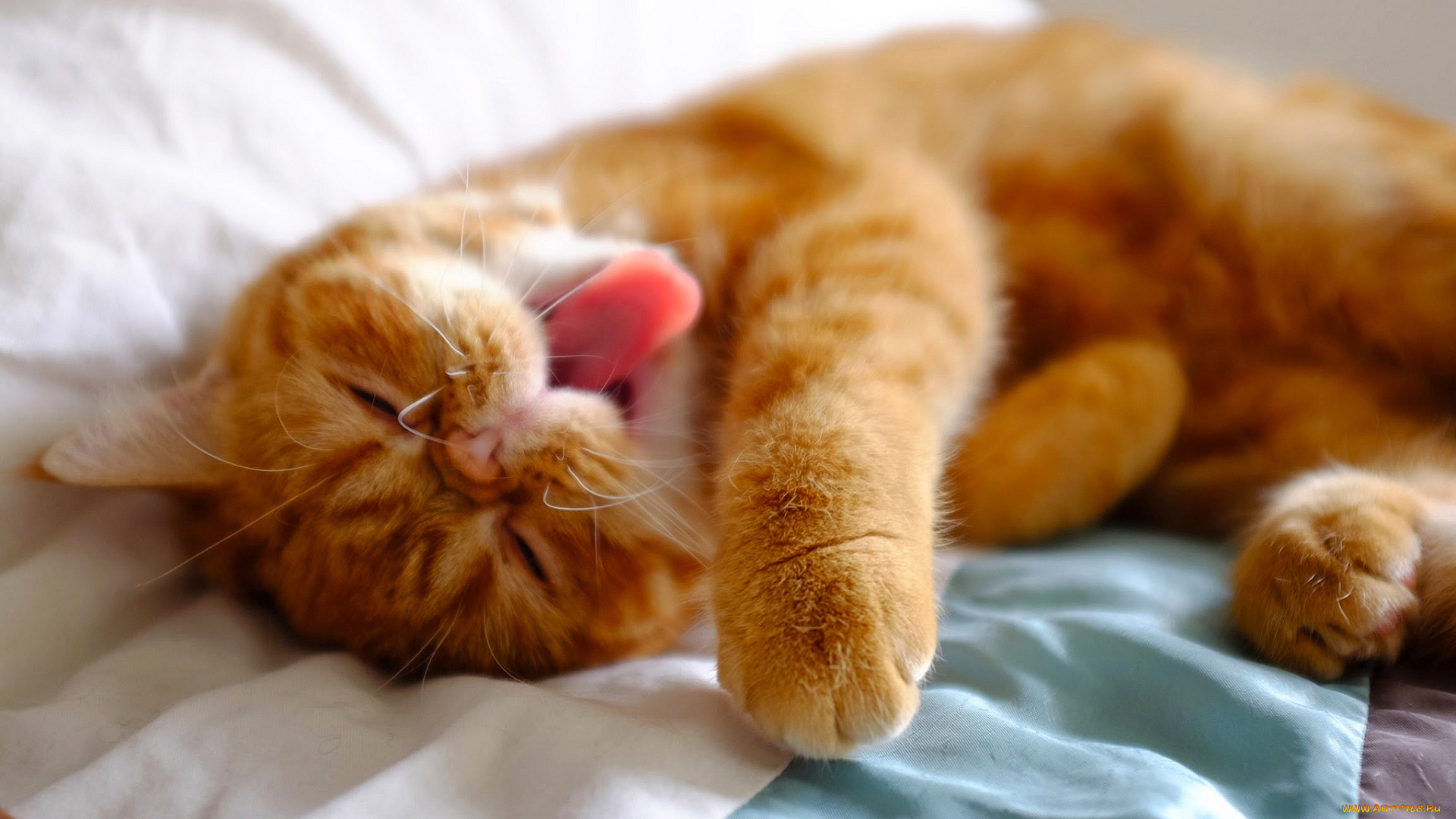 животные, коты, язых, кайф, отдых, котэ