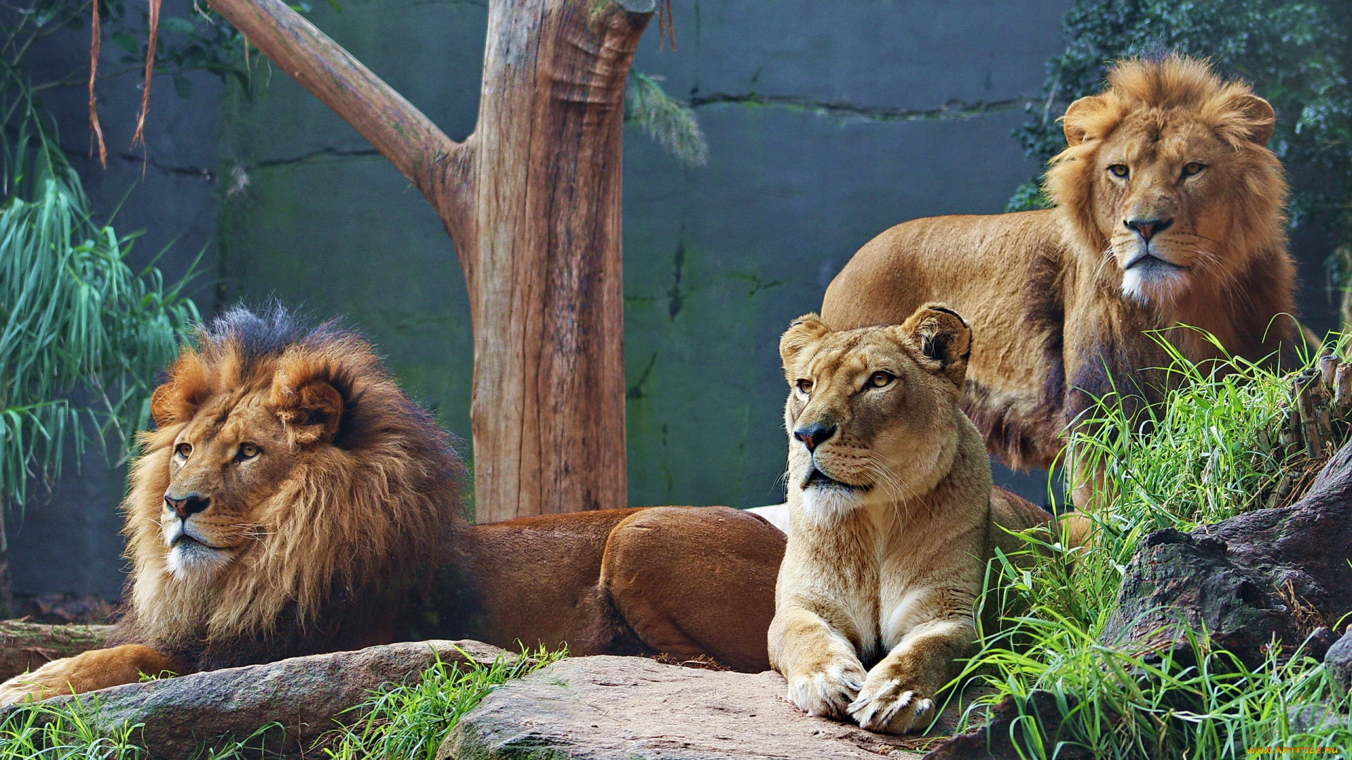 животные, львы, хищники, львица